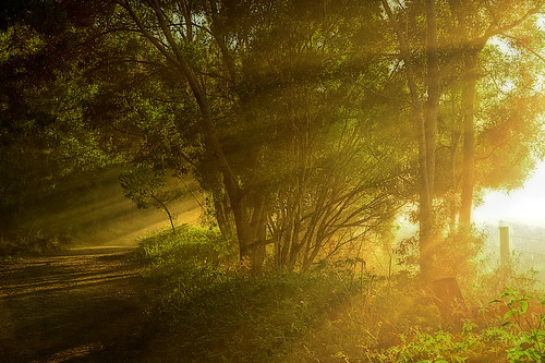 landscape oxleycreekcommon sunrays raysofsun sun morningsun fog morning trees