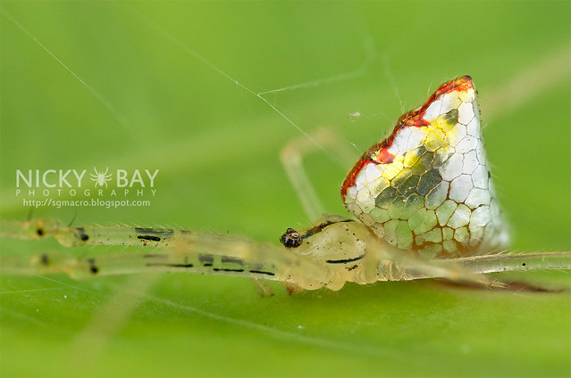 Mirror Spider (Thwaitesia sp.) - DSC_9975