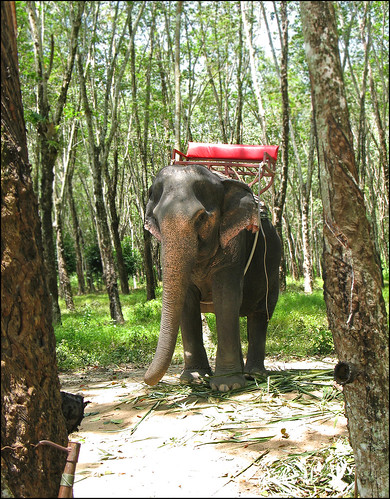 Elephant at Bang Pae Safari