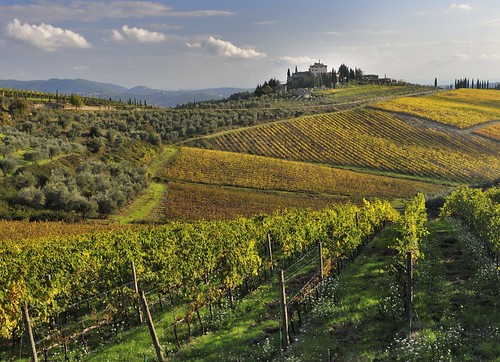 italien italy landscape vines europa europe tuscany chianti landschaft toskana rebe rebstock vinestock