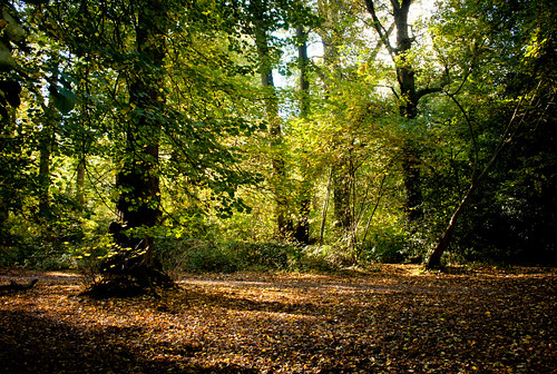 autumn trees forest woods swithlandwoods flickrandroidapp:filter=none ilobsterit