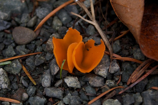 Orange Slice Fungus