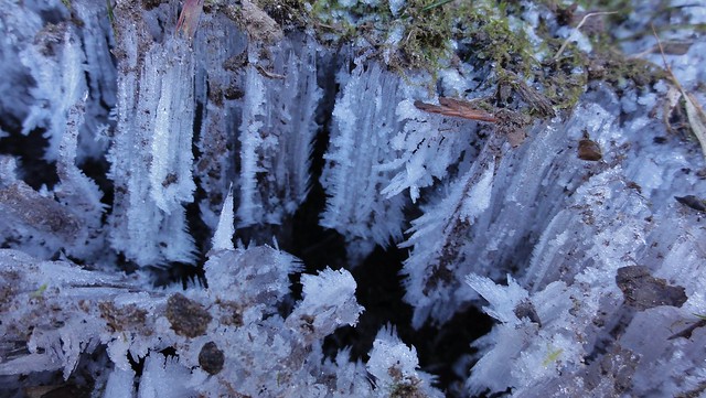 Needle ice, shot with the camera stuffed in to the crevice. Look at that hoarfrost on it!