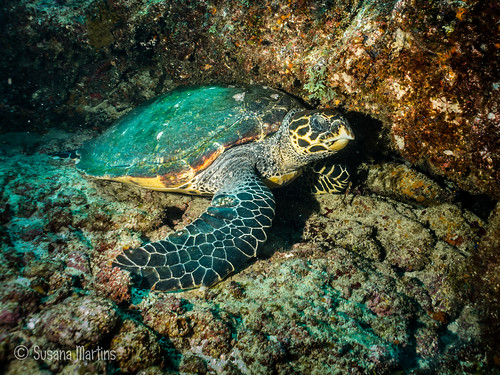 underwater mergulho santaluzia scuba scubadiving caboverde hawksbillturtle underwaterphotography uwp fotosub eretmochelysimbricata tartarugadepente canong12