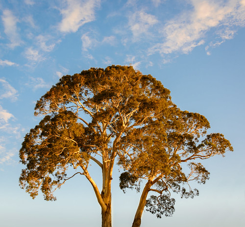 light sunset newzealand sky tree clouds day dusk eucalyptus hawkesbay meeanee pwpartlycloudy