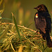 Red Winged Blackbird  (Agelaius phoeniceus)