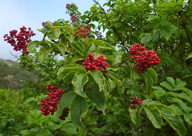 red elderberries