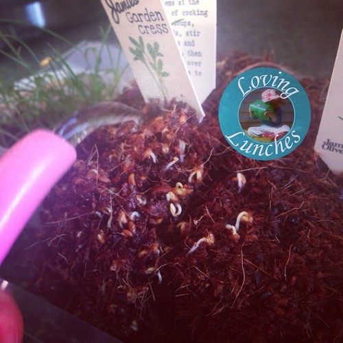 Loving that our #jamiesgarden is sprouting already!