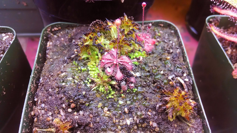 Drosera brevifolia with old food on the leaves.