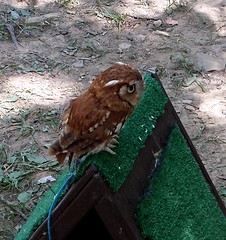 02 Rescued Screech Owl Eno Festival Durham NC 2014 130326