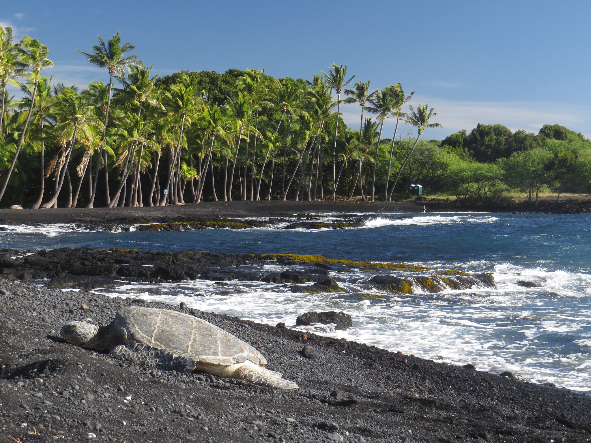 2015 - the big island - turtles of punalu'u - 023