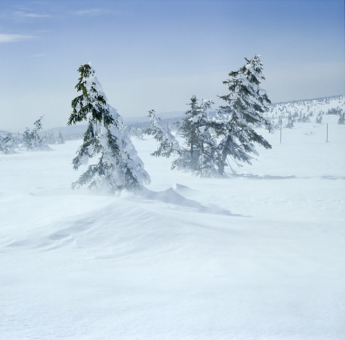 snow tree film analog day wind poland polska fujireala reala szrenica dolnyśląsk epsonv750 fujifilmgf670 gf670 f0214 negfix8 tetenal2bathkit