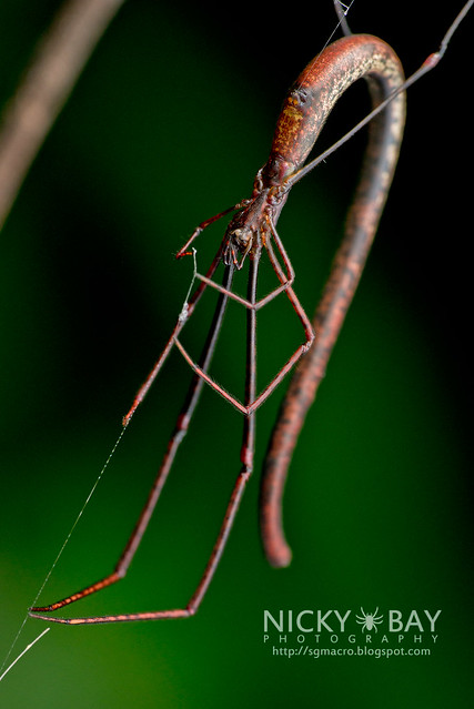Twig Spider (Ariamnes sp.) - DSC_1931
