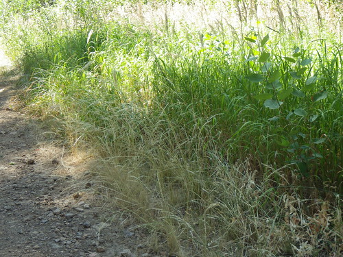 habit native nevada habitat poaceae perennial inflorescence bunchgrass jarbidge coolseason deschampsiaelongata slenderhairgrass aveneae