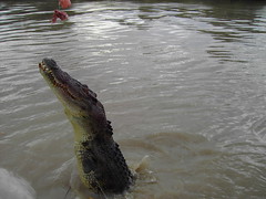 Adelaide River Jumping Crocodile Cruise