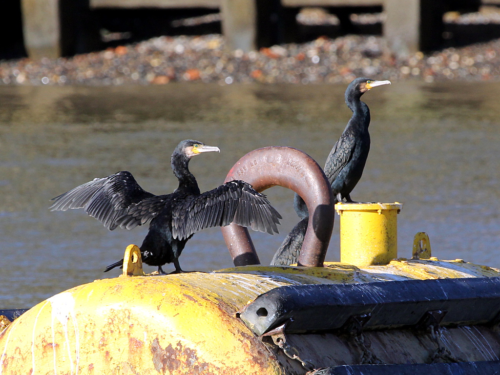 Photograph titled 'Great Cormorant'