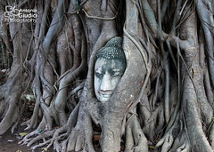 Buddha head in a tree at Wat Mahatat, Ayutthaya