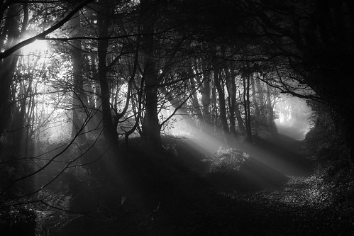 wood light mist france nature fog forest landscape dawn brittany path bretagne undergrowth treouergat
