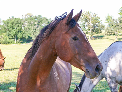 horses horse texas outdoor panasonic dmcfz50