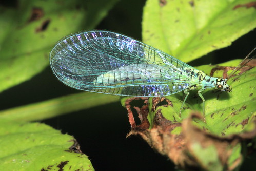 Lacewing 29011