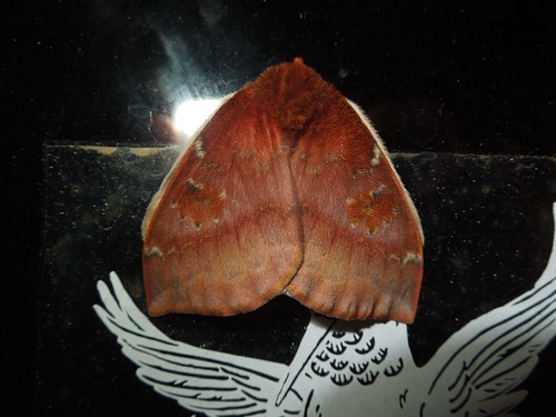 usa insect virginia moth va princewilliamcounty iomoth automerisio automeris taxonomy:binomial=automerisio taxonomy:common=iomoth