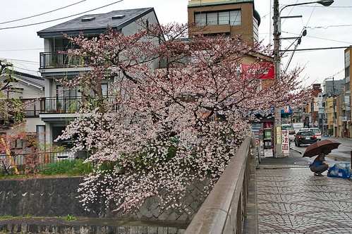 【写真】2013 桜 : 岡崎疎水/2020-09-27/IMGP8817