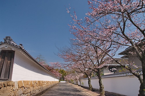 【写真】2013 桜 : 勧修寺/2021-02-03/IMGP9890
