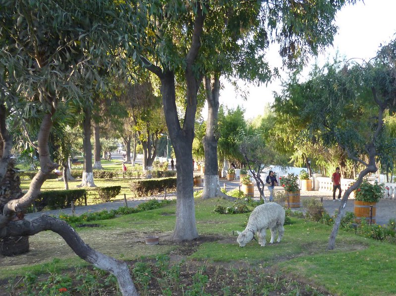 Alpaca in Arequipa
