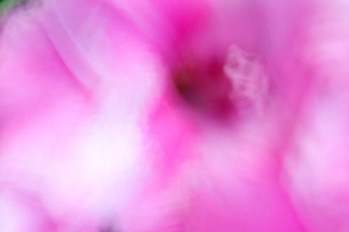 pink white abstract flower leaves landscape 32 gladiolus ratio32