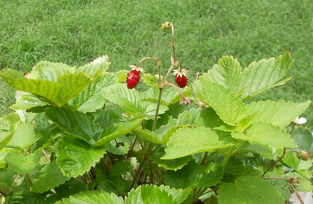 Image of Alpine strawberry