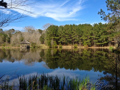 trees lake pond louisiana iphone maryannbrownpreserve