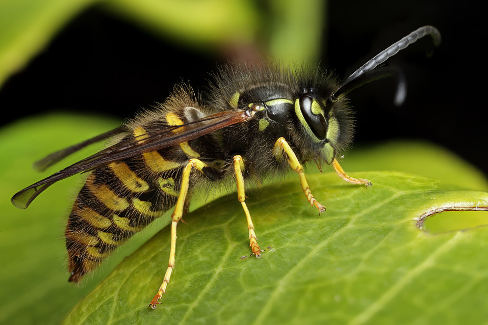 Common wasp drone — Digital Grin Photography Forum