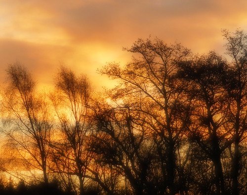 trees winter orange weather silhouette clouds sunrise