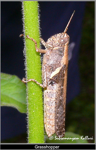 grasshoper insectindia
