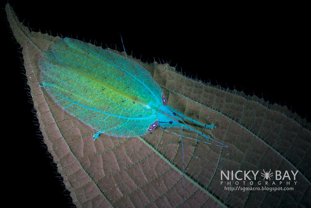 Katydid in Ultraviolet (Tettigoniidae) - DSC_1504
