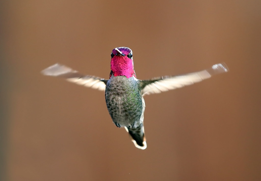 Hummingbird  蜂鸟