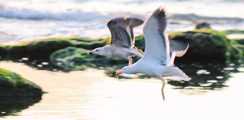 chile sunset sea seagull algarrobo