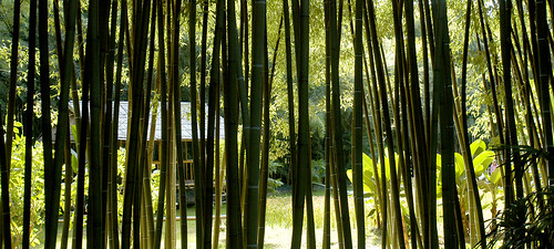 bamboo zen magnolia laos nénuphar bambou gard baobab carpe languedocroussillon gardon jardinjaponais anduze bambouseraie lozère cévennes bonzaï bambous prafrance saintjeandugard parcnationaldescévennes bambouseraiedeprafrance ginkgobilobal sudfrance30 séquoiadechine