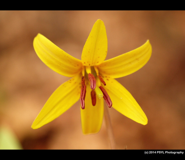 Trout-lily (Erythronium americanum)