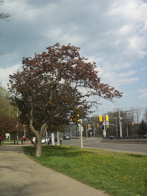 A tree overlooking the Queensway