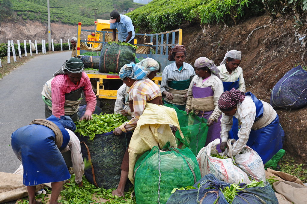 India - Kerala - Munnar - Tea Harvesting - 186