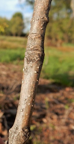green ash fraxinus pennsylvanica wisconsin wetland tree