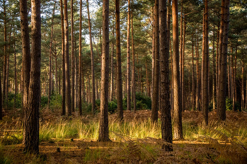trees england sun forest woods estate crowne swinley