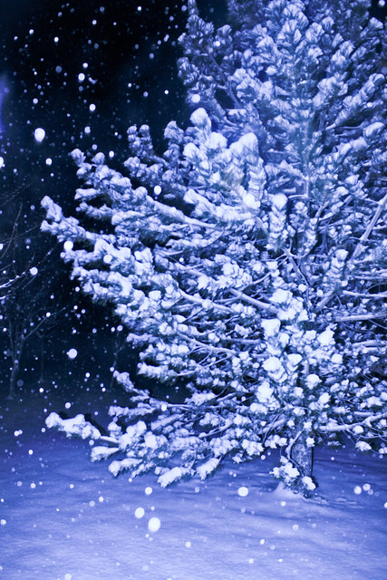 Snow falling pine tree | Flickr - Photo Sharing!
