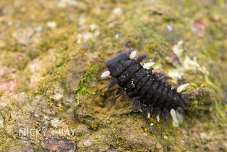 Fungus beetle larva (Endomychidae) - DSC_0902