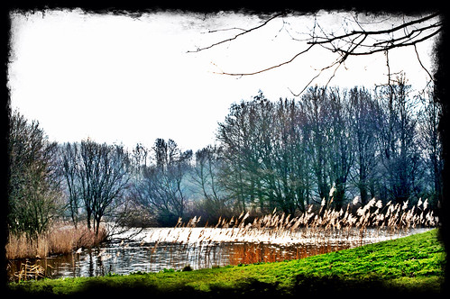 park trees reed nature water netherlands lelystad