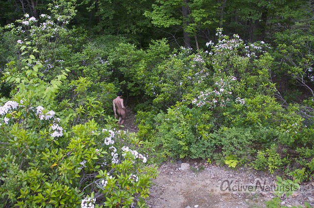 naturist & mountain laurel bloom 0002 Harriman State Park, New York, USA