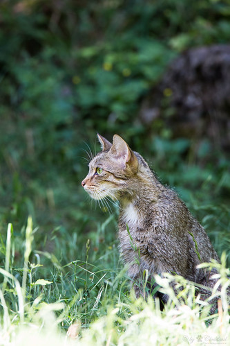 wildkatze wildpark bad mergentheim tier animal mammal säugetier cat wildcat wild feline katze felis silvestris