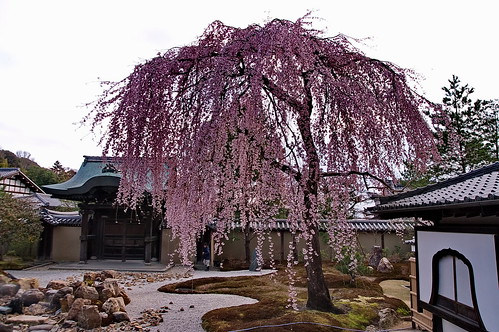 【写真】2013 桜 : 高台寺/2021-03-05/IMGP8725
