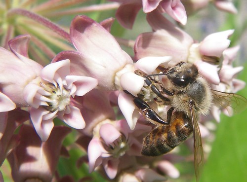 Honey bee on milkweed